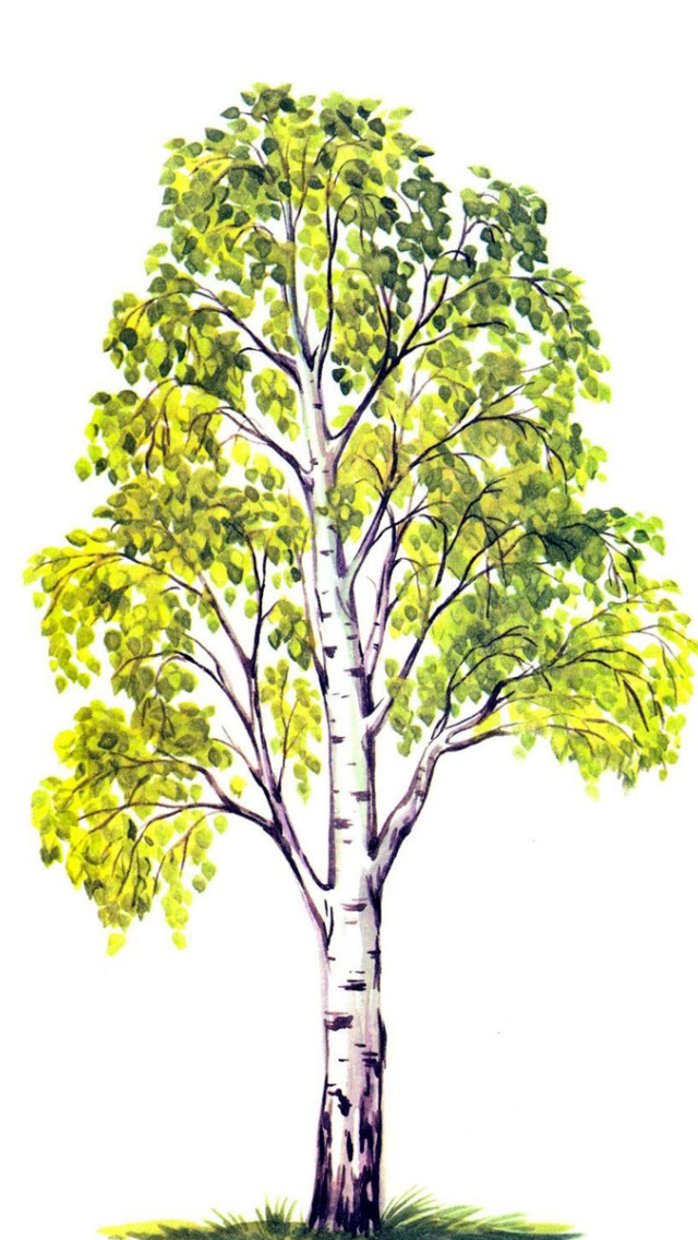Дерево береза раскраска - Раскраски от сайта В мире сказки!