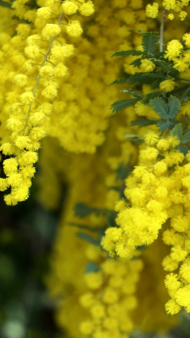 Мимоза цветок название. Мимоза желтая. Мимоза желтая цветок. Весенние цветы Мимоза. Желтые цветы Мимоза цветы.