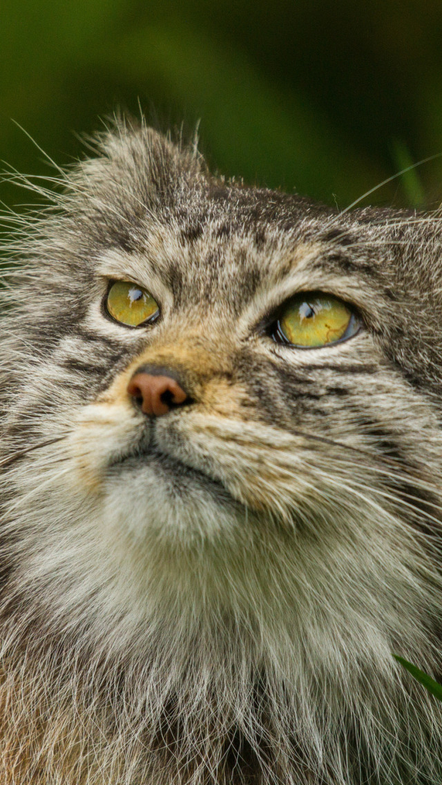 глаза манула. сибирский кот мем. зрачки манула. глаза манула. среднеазиатский манул.