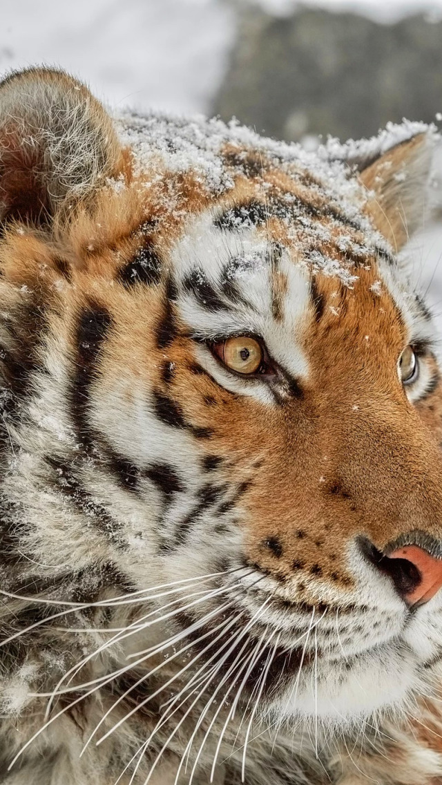 5 любых картинок. Амурский тигр. Снежный тигр. Тигр на снегу. Тигр зимой.