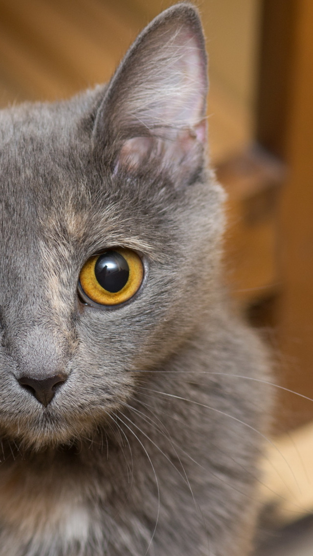 Порода серой кошки с серыми глазами. Серый кот с желтыми глазами. "Русская голубая". Серый котенок с желтыми глазами. Дымчатая кошка с желтыми глазами.
