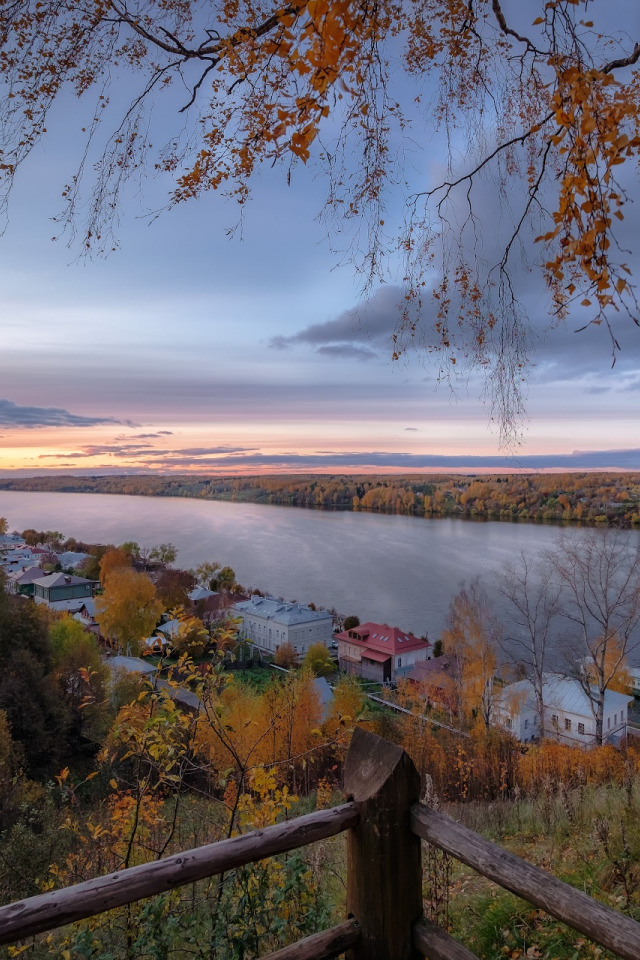 Береза плакучая Плес