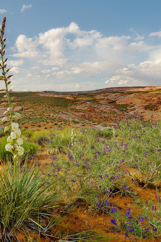 Растения в прериях. Степи северной америки фото. Растения степей северной америки. Какие растения в степях северной америки. Растения в степи пампа в южной америке.