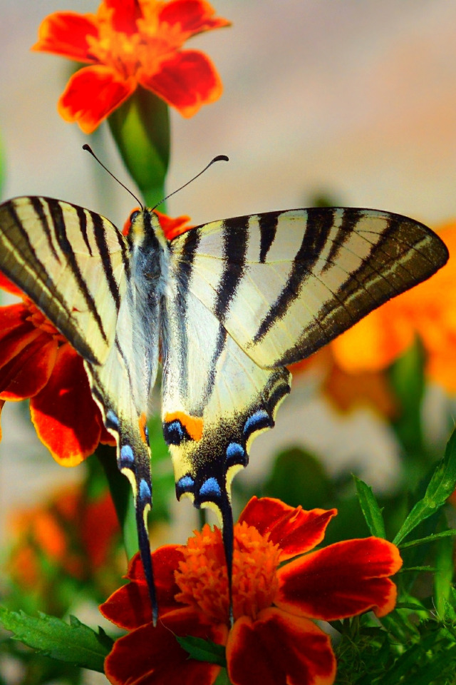 Видео бабочки и цветы. Бабочка на цветке. Композиция "бабочка на цветке". Цветок как бабочка. Цветы из бабочек.