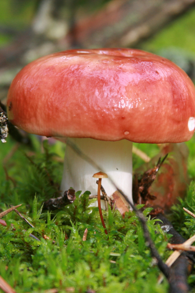 Сыроежка болотная (Russula paludosa). Как выглядит гриб на месте произрастания. 