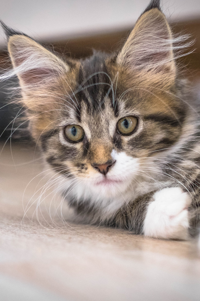 Kitten maine. Кот мордочка Мейн кун. Кун Кэт. Maine Coon Kitten.