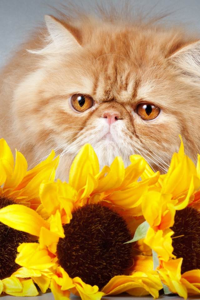 Кис растения. Красивые цветы и кошки. Кот с цветами. Персидский кот с цветами. Кот с цветочком.