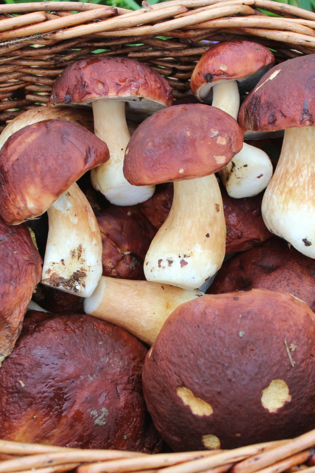 Сонник грибы большие. Боровик. Белый гриб. Живые грибы:. Красивые белые грибы.
