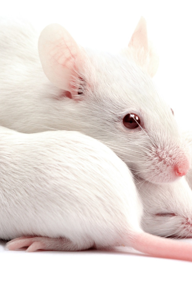 Домашние белые мыши. Белая мышь. Белая крыса. Мышка белая домашняя. Крыса домашняя белая.