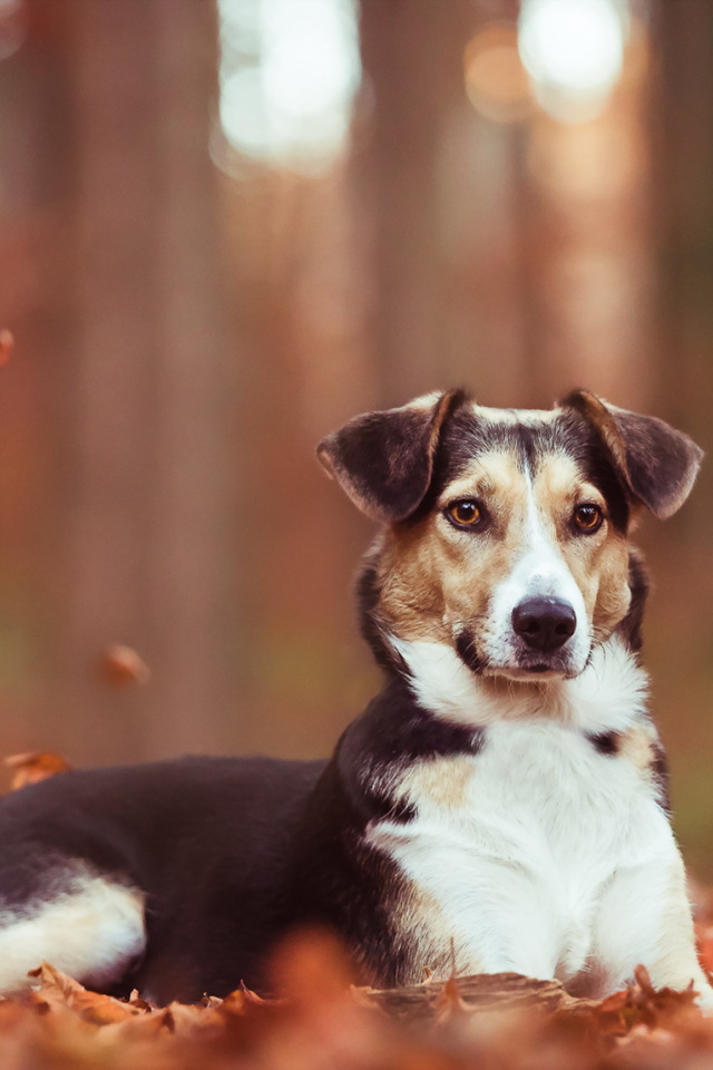 осень, взгляд, друг, собака
