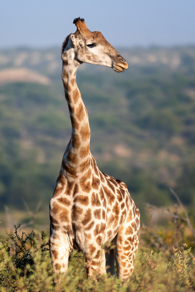 А у жирафа шея длинная. КОРОТКОШЕЙНЫЙ Жираф. Шея жирафа. Длинная шея жирафа.