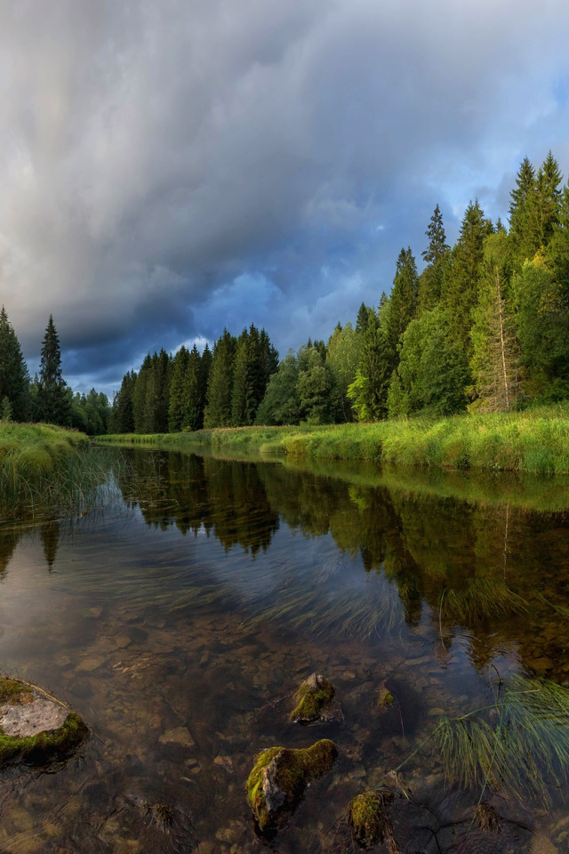 Лес речка картинки