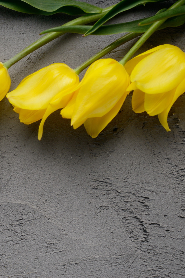 Почему тюльпаны желтеют. Тюльпаны желтые Мишкино. Тюльпаны четырехлепестковые желтые. Красивые тюльпаны.