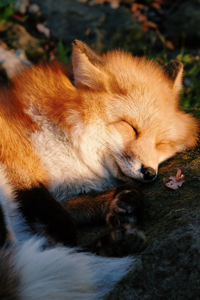 Рыжая лиса во сне. Лиса. Спящий Лисенок. Лисы спят.