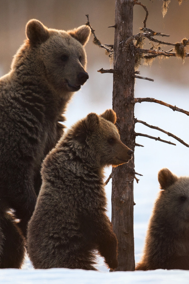 Фотографии 3 медведей. Медведь с медвежонком. Медведица с медвежатами. Три медвежонка. Семья медведей.