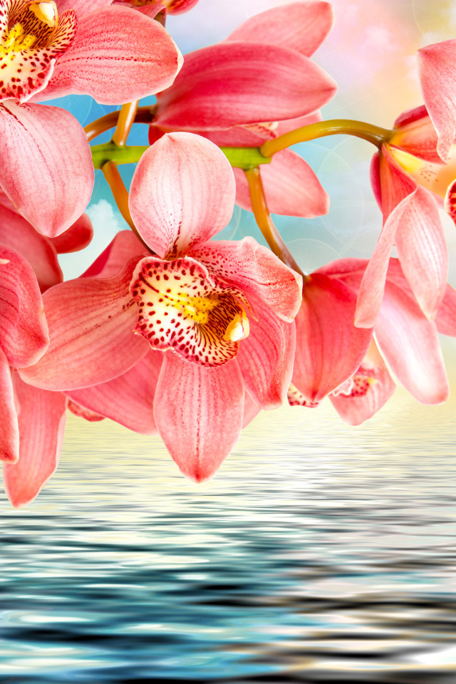 Красивые картинки с цветами для телефона. Орхидеи. Цветы вертикальные. Красивые орхидеи. Орхидея розовая.