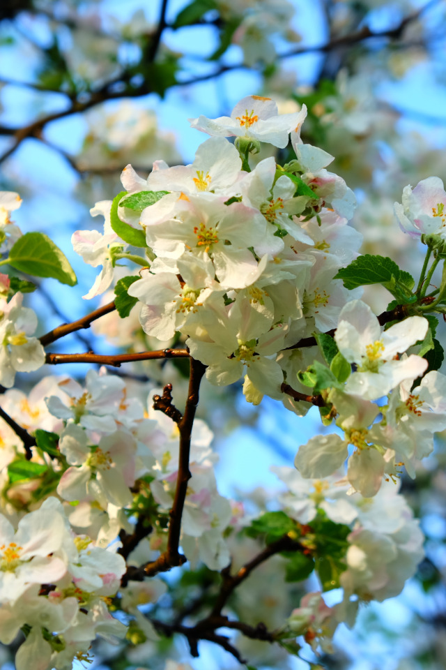 Яблоня телефоны. Яблоневый цвет Malus. Яблони в цвету. Цветущее дерево. Весеннее дерево.