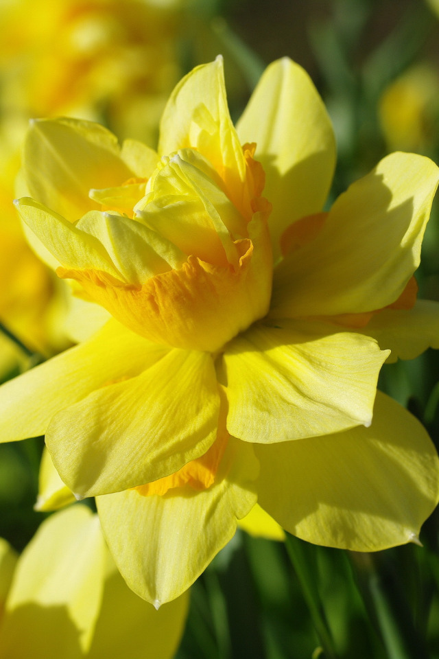 Нарцисс телефон. Yellow Tamara Нарцисс. Нарцисс цветок желтый. Лепесток нарцисса. Нарциссы и небо.