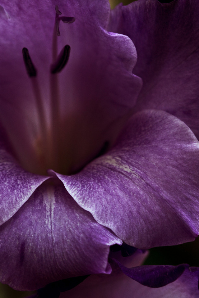 Породы фиолетовых цветов. Абиссинская лиловый. Веслоухин лиловые. Фиолетовые цветы. Сиреневые цветы.