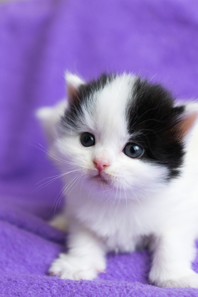 Котята. Котята милашки. Маленькие котики. Белый котенок. Маленький черный белый котенок