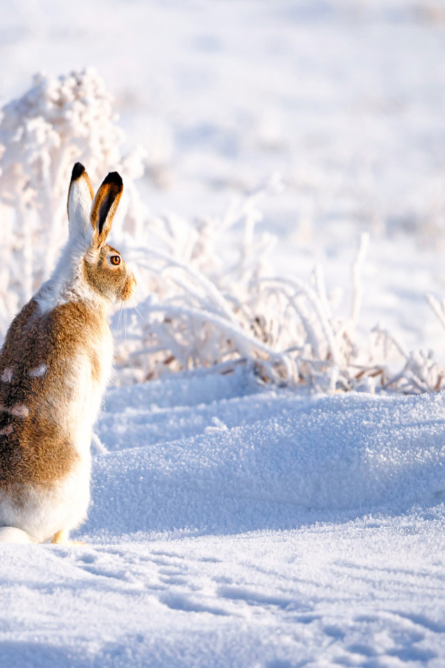 Зайка снегом. Заяц-Русак. Заяц зимой. Заяц на снегу. Зайчик зимой.