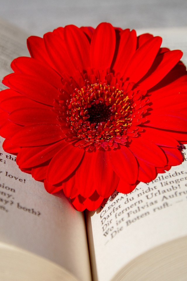 Книга цветы. Книга самые красивые цветы. Цветы из книги. Сделать цветы из книг.