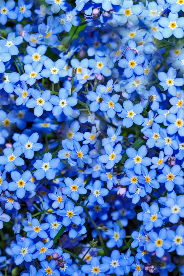 База незабудка. Незабудки. Весенние синие цветочки мелкие.