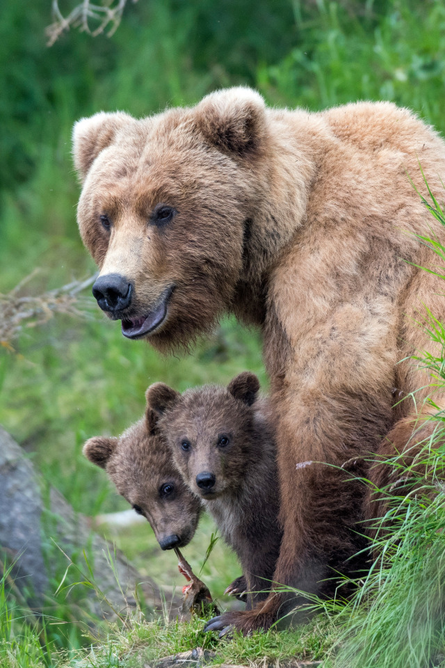 Широколиственные леса бурый медведь. Медведь Гризли. Медведица с медвежатами. Медведь с медвежонком. Собака вывела из леса медведей