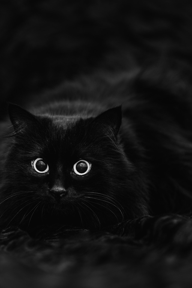 Быть черного а также. Чёрный кот. Черные коты. Красивая черная кошка. Красивые черные коты.