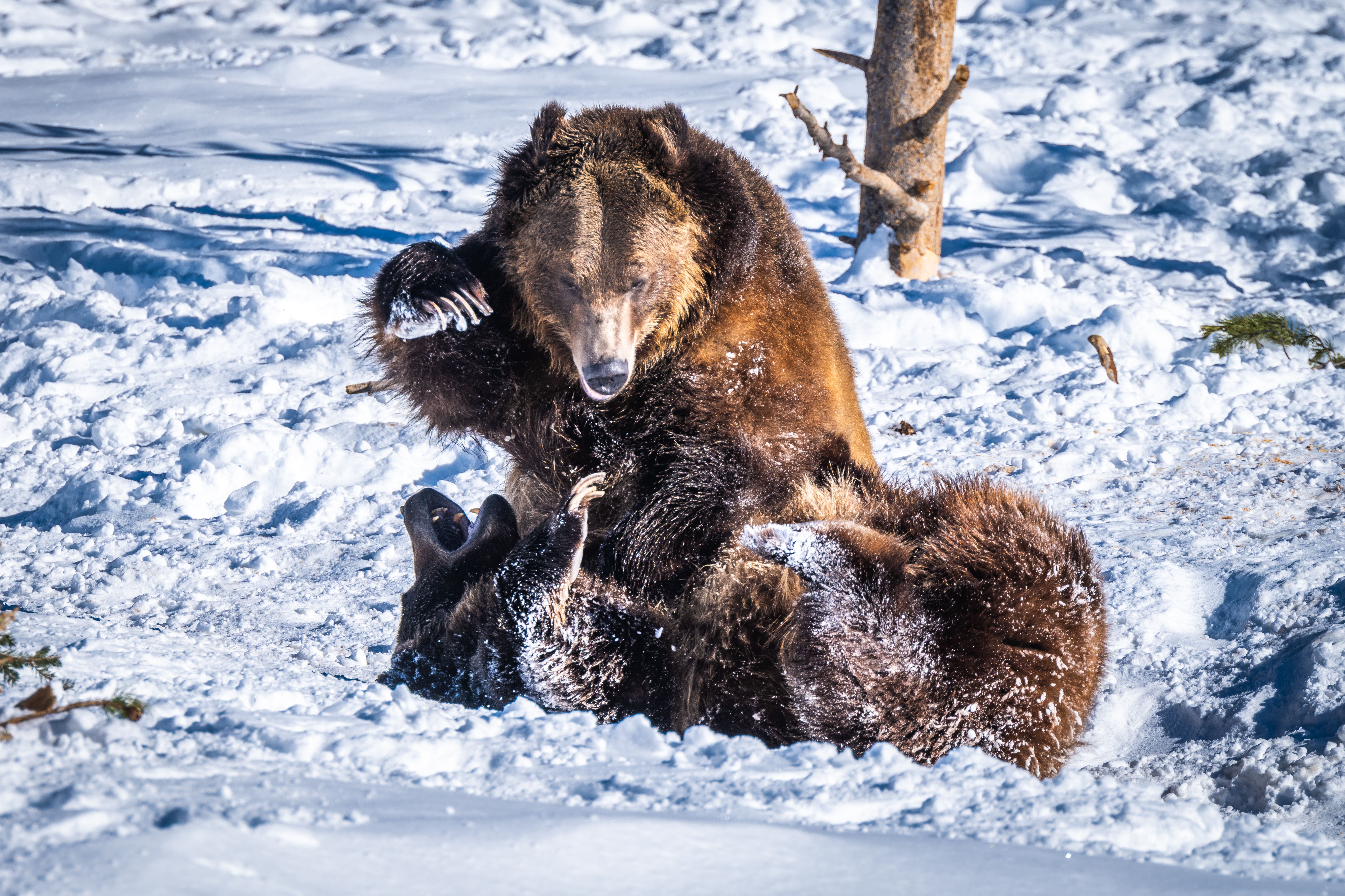 Медведь в сугробе. Медведь зимой. Медведь в снегу. Бурый медведь зимой. Бурый медведь в снегу.