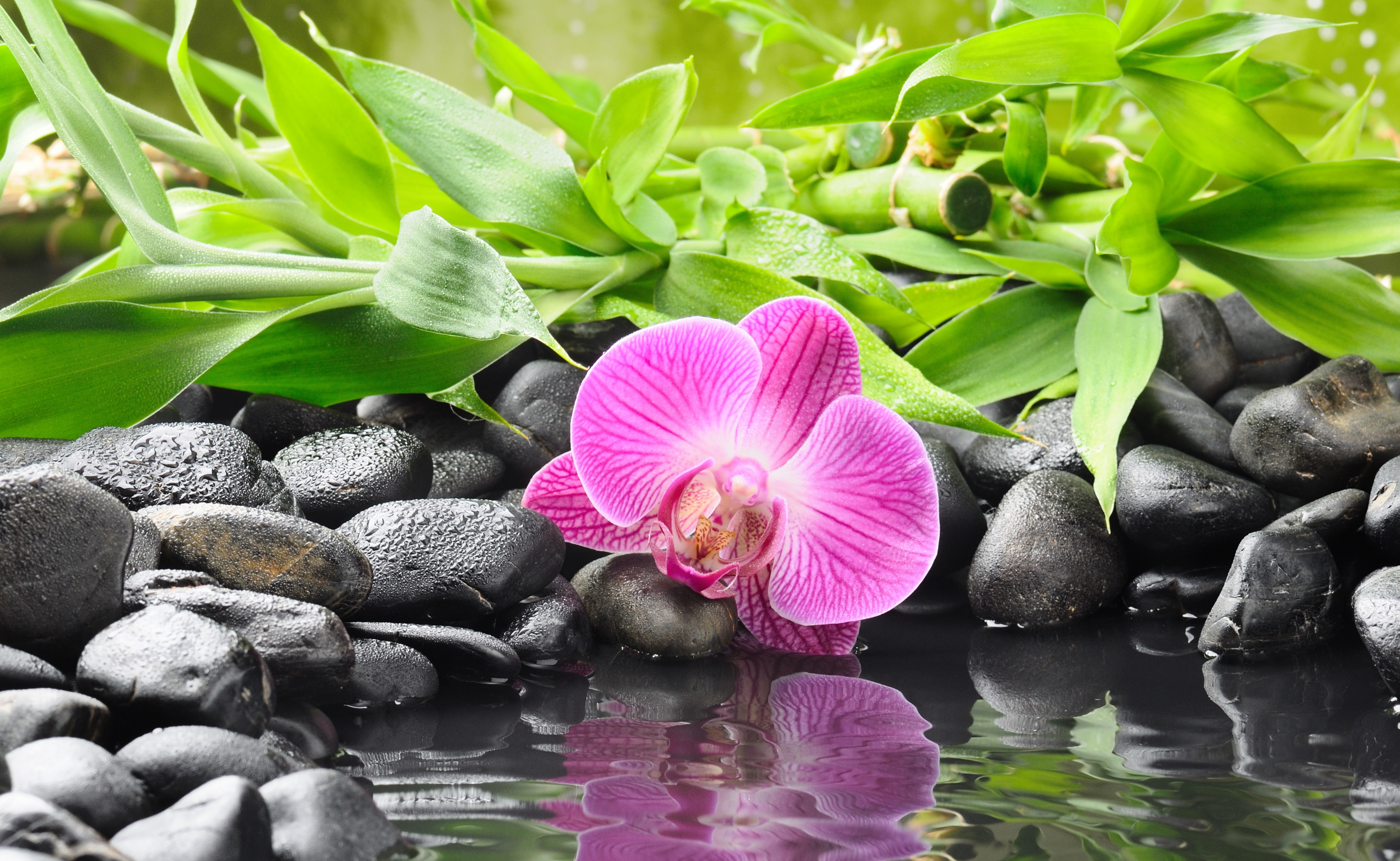 Красивые картинки на заставку экрана телефона. Орхидеи. Фотообои цветы. Цветок орхидеи. Красивые картинки на рабочий стол.