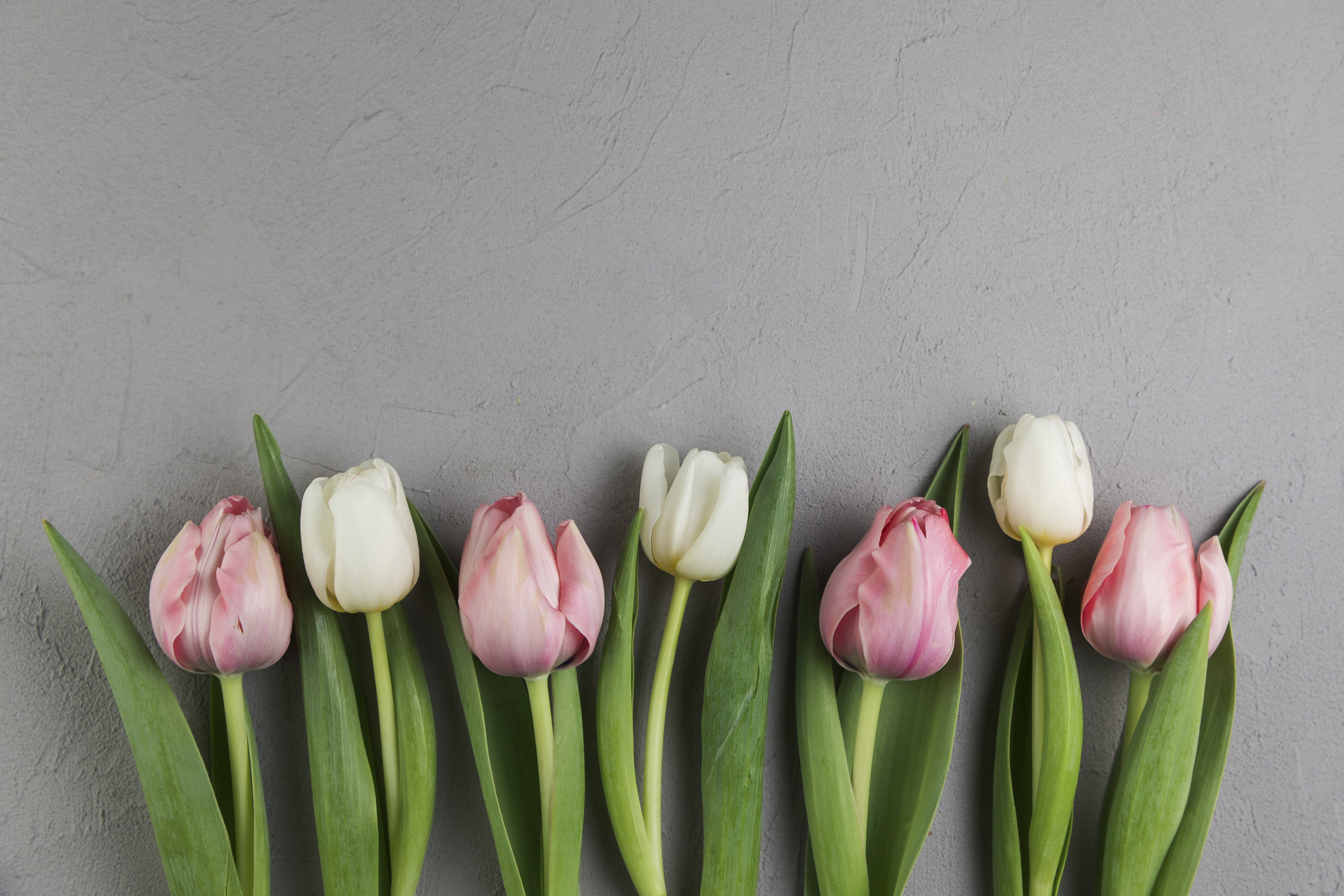 Тюльпаны минимализм. Белые тюльпаны Эстетика пинтереста. Тюльпаны пинтереста.