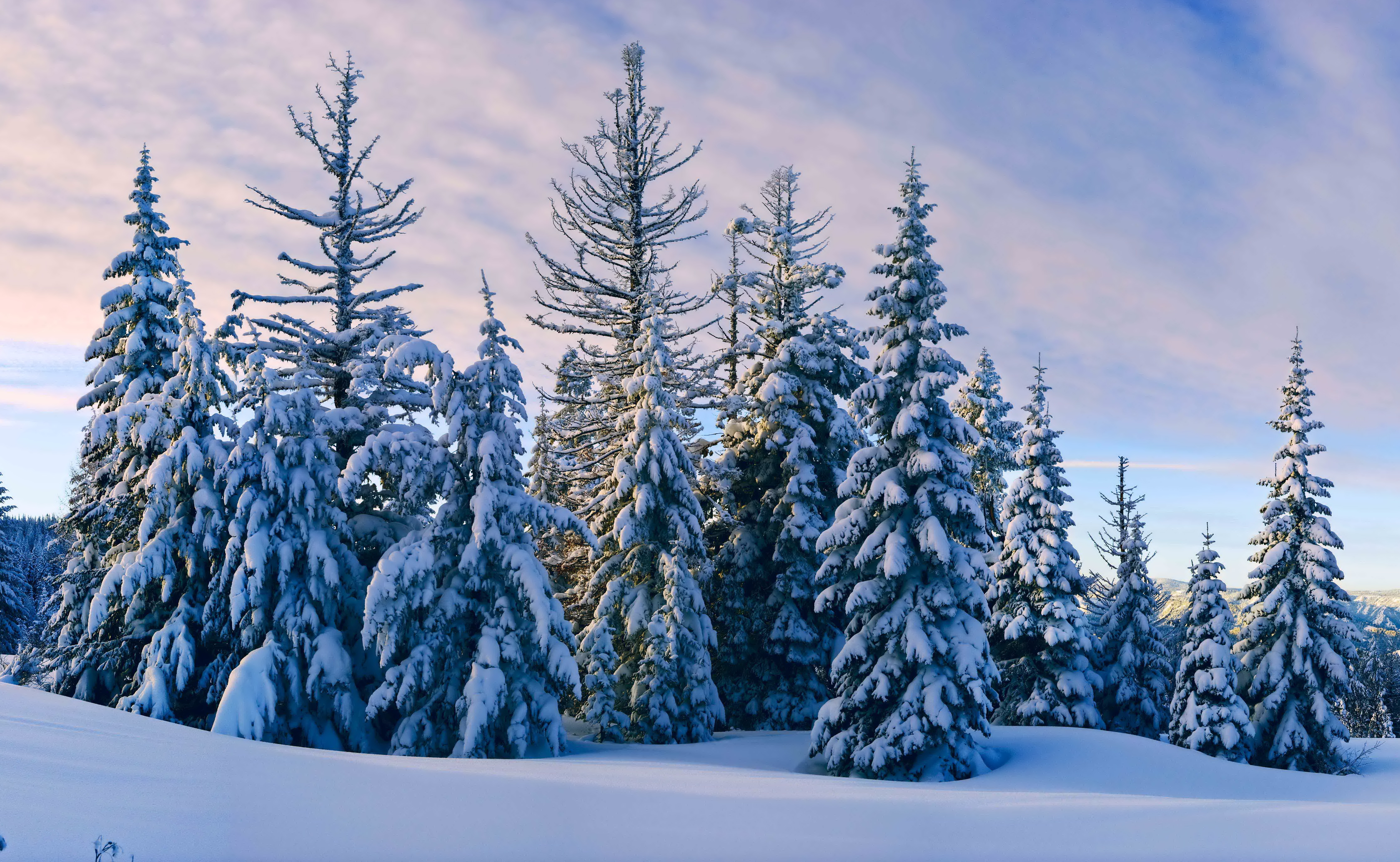 Снежная елочка. Зимний лес. Сказочный зимний лес. В новогоднем лесу. Ель в снегу.