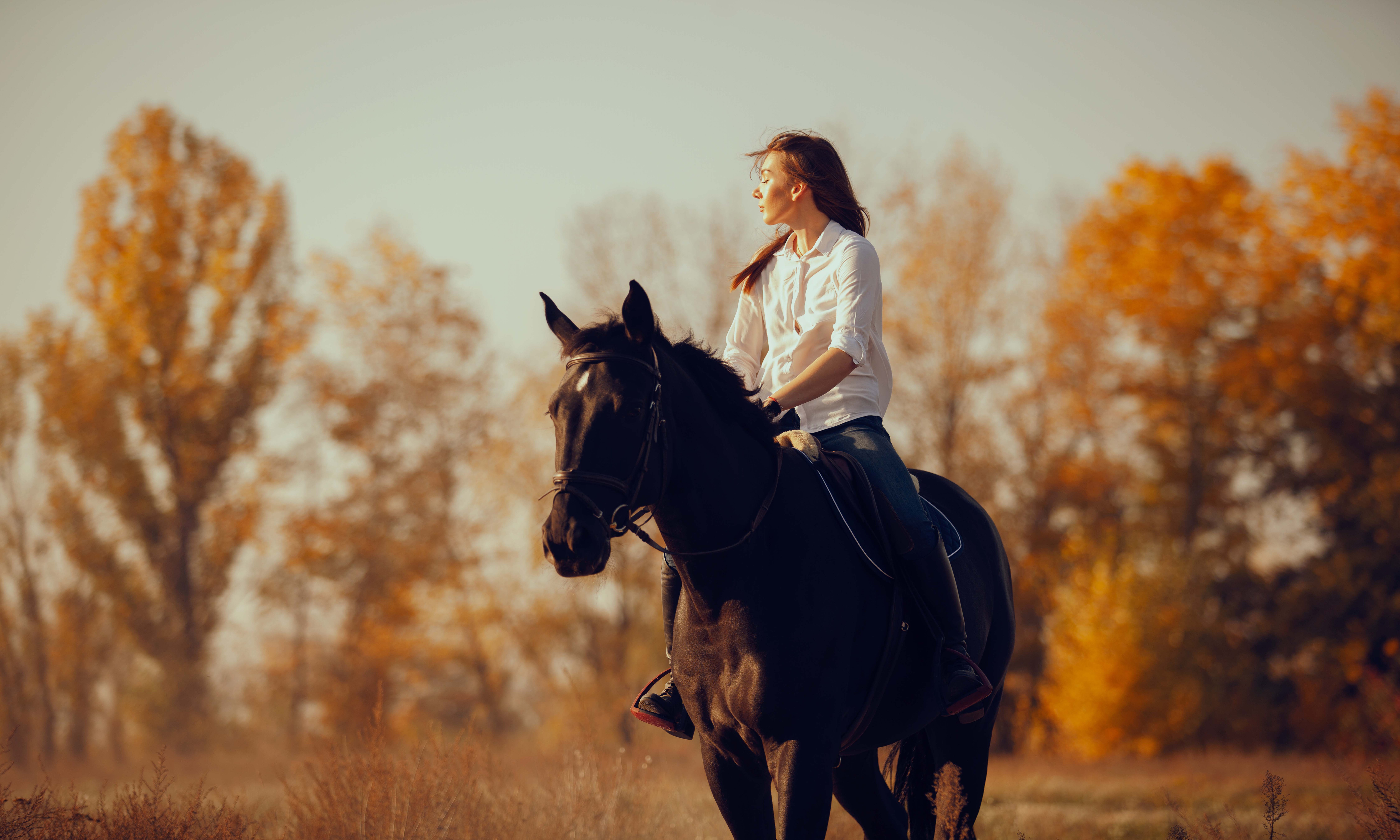 Фирма человек на коне. Девушка верхом на лошади. Go horseback riding. Sunny Days Horses. Фотографии черная лошадь на природе и только рука девушки.