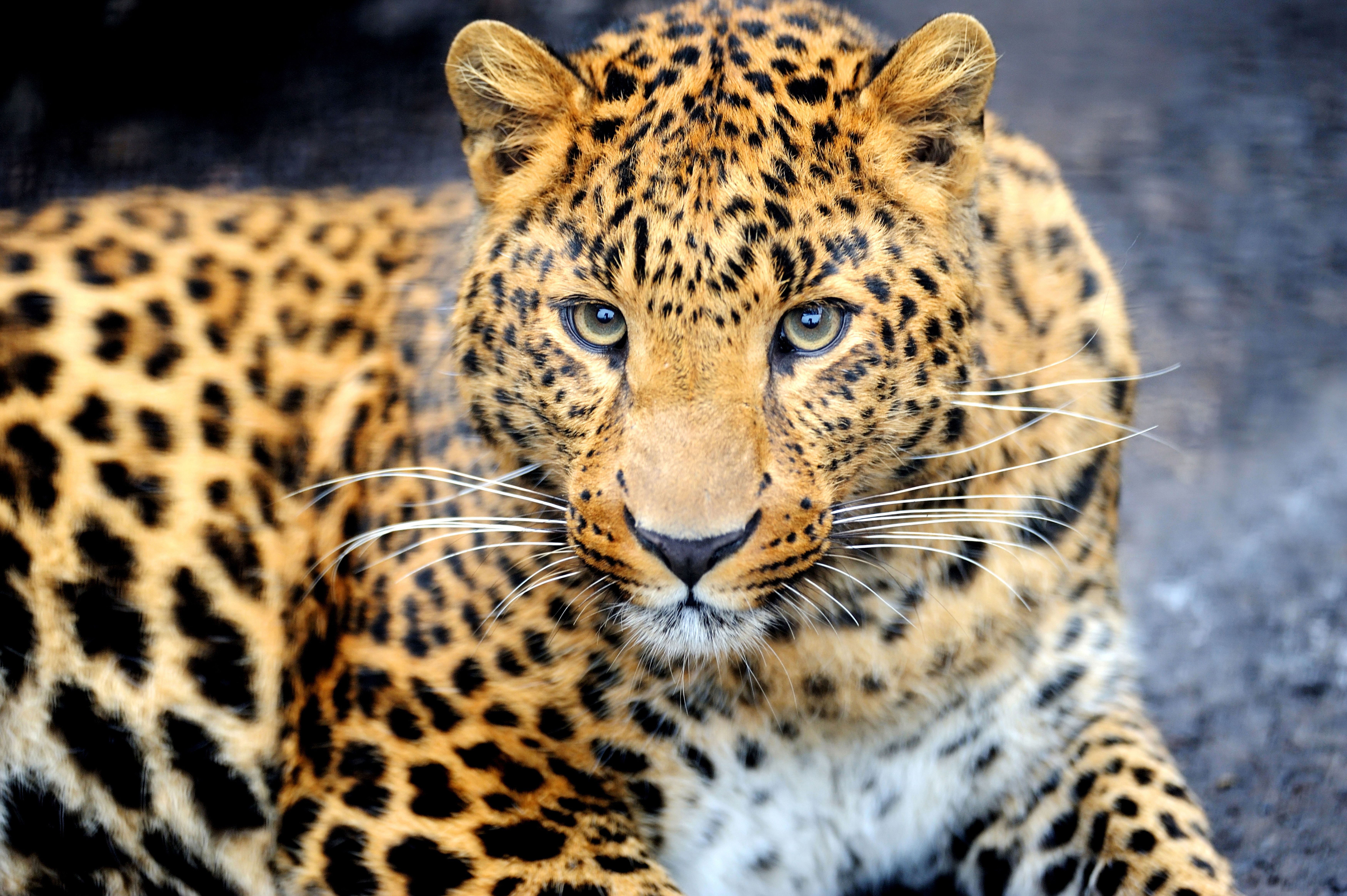 Разные картинки. Берберийский леопард. Дальневосточный Ягуар. Барс леопард гепард. Дальневосточный леопард.