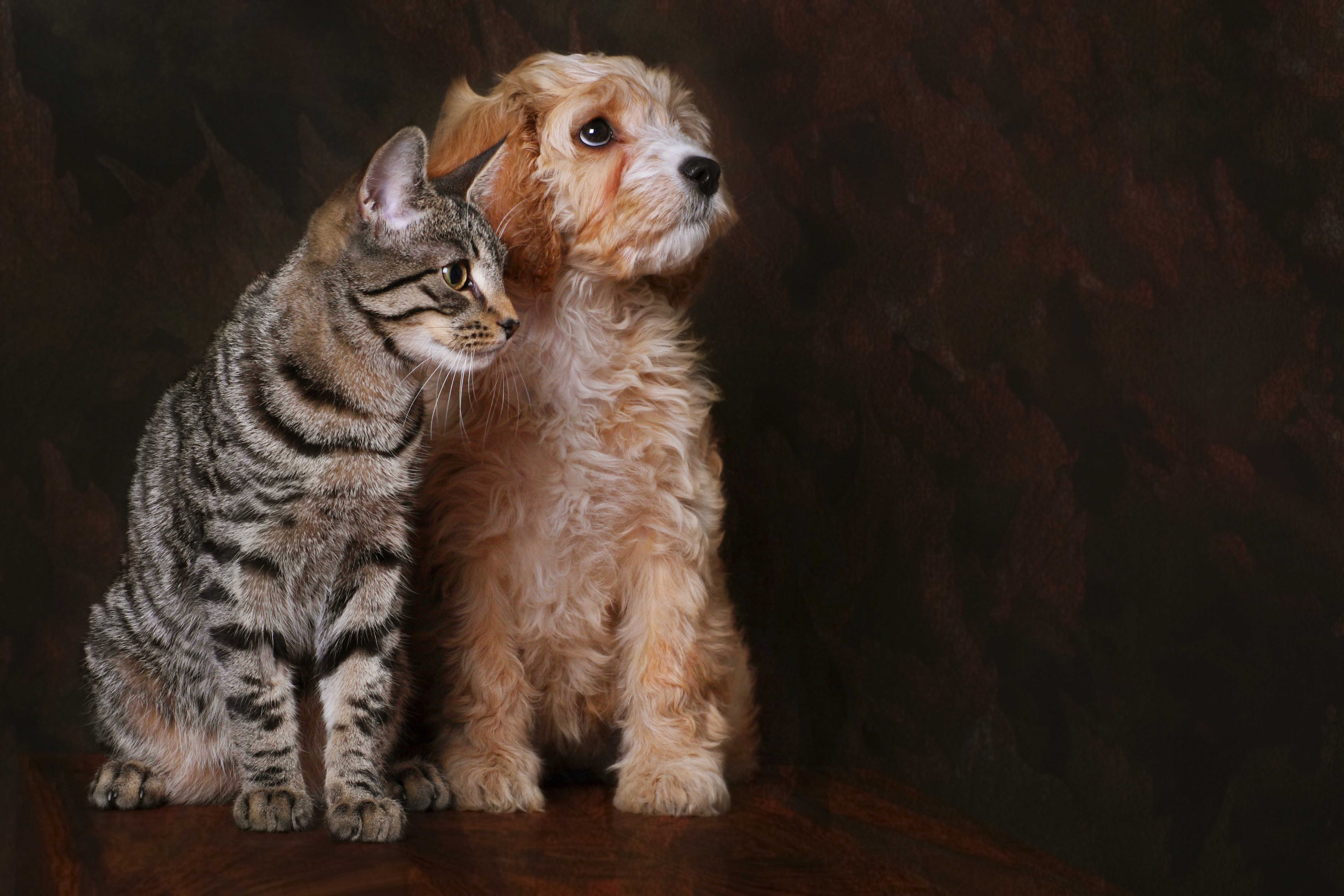 Можно кошечки собачки. Кошки и собаки. Собака и кошка вместе. Фото кошек и собак. Домашние любимцы.