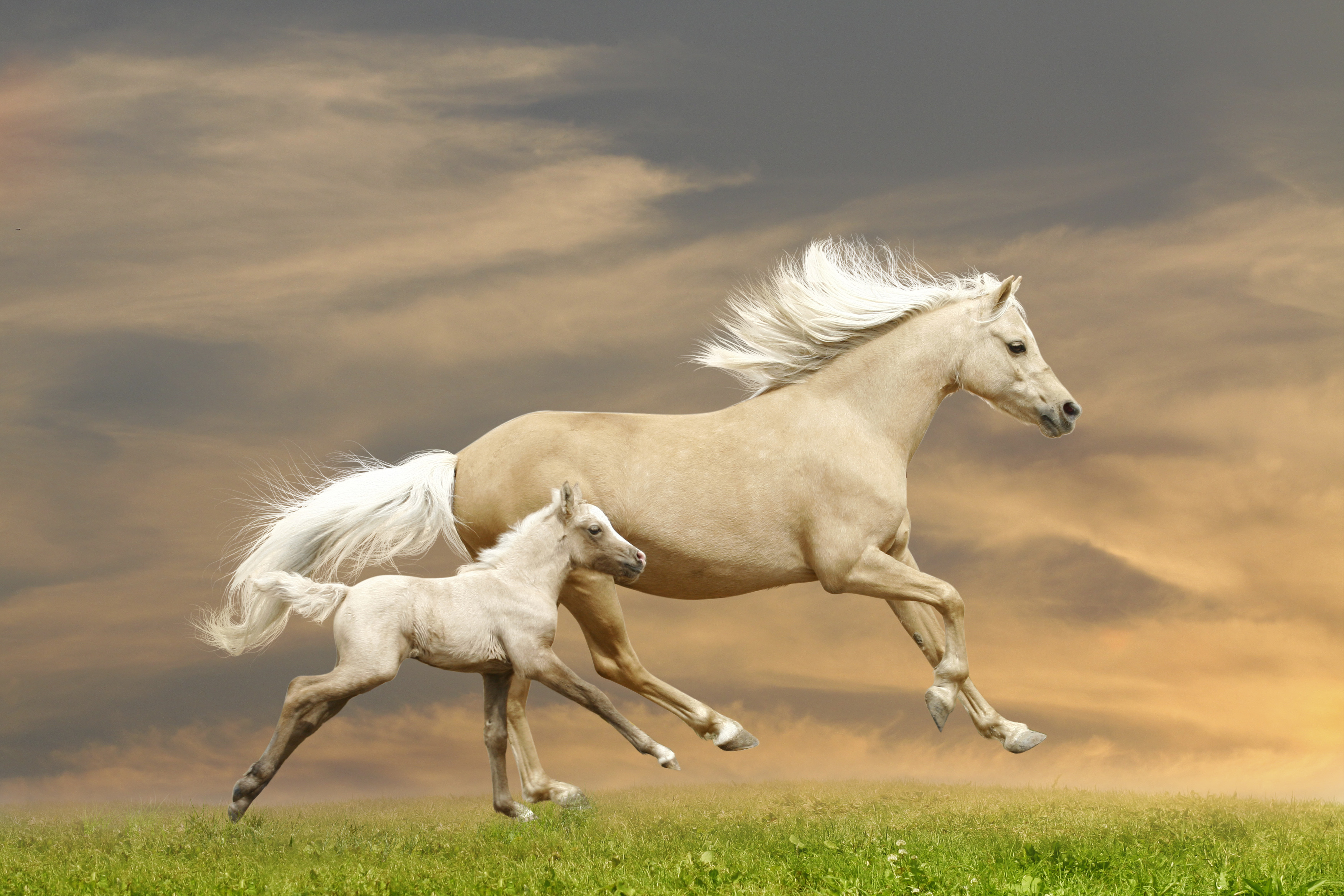 Картинки хороших лошадей. Красивый конь. Красивые лошадки. Лошадь бежит. Белая лошадь.