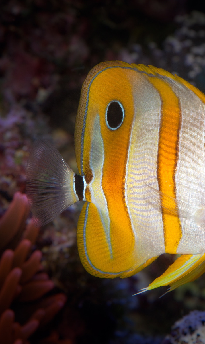 океан, рыбка, подводный мир, коралловый риф, Copperband Butterflyfish