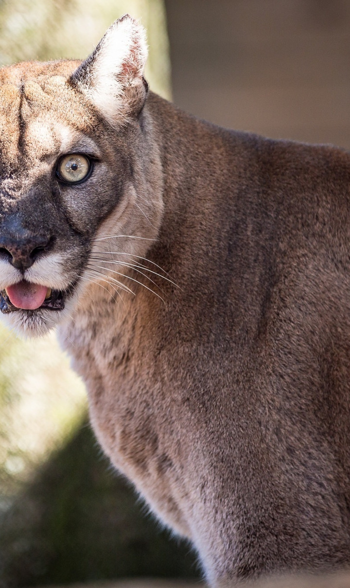 язык, морда, хищник, пума, дикая кошка, горный лев, кугуар, © James Scott