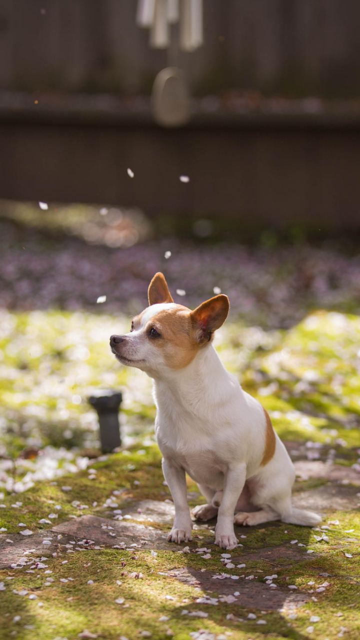 друг, собака, весна, сад