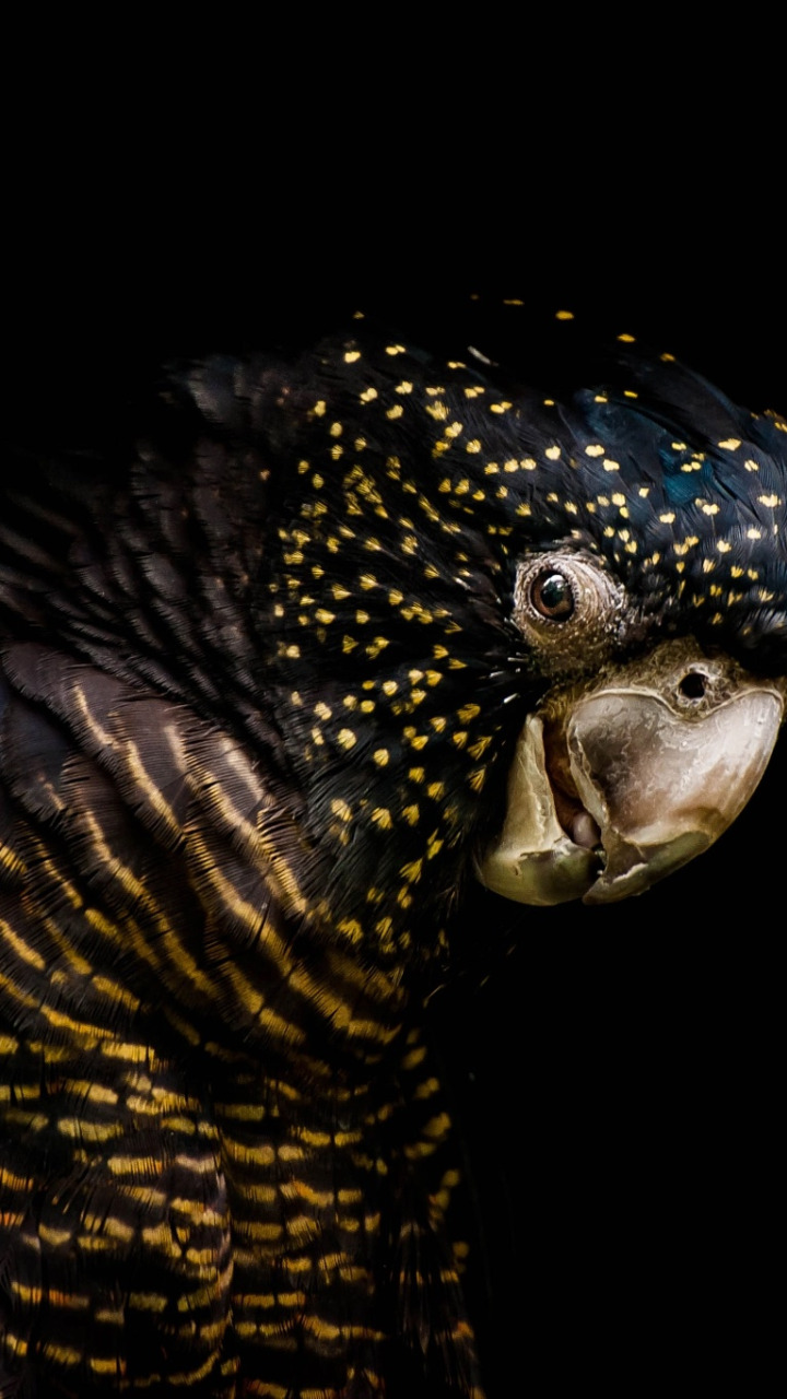 Черный попугай. Волнистый попугай на черном фоне. Черный волнистик. Попугай в черную крапинку. Попугаи в темноте