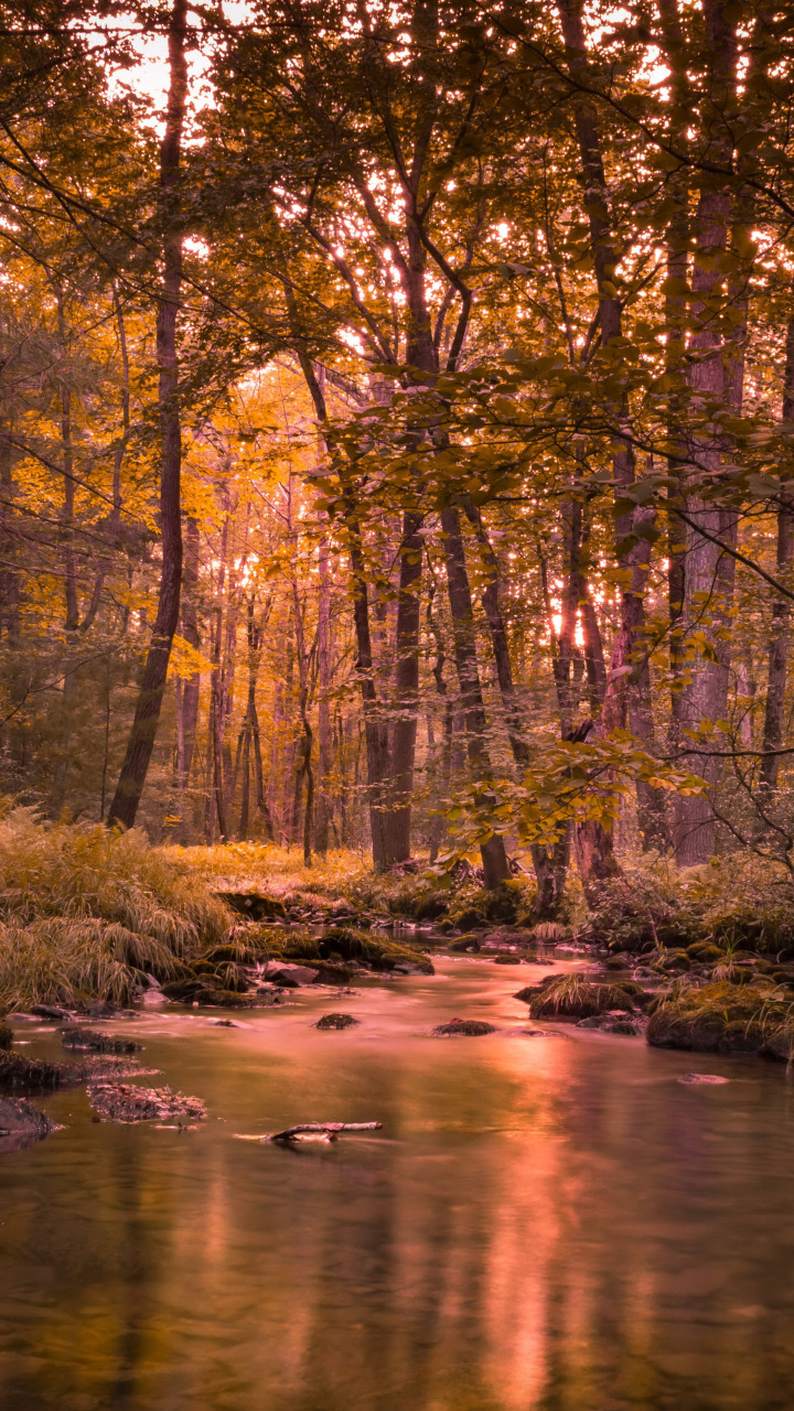 осень, лес, река