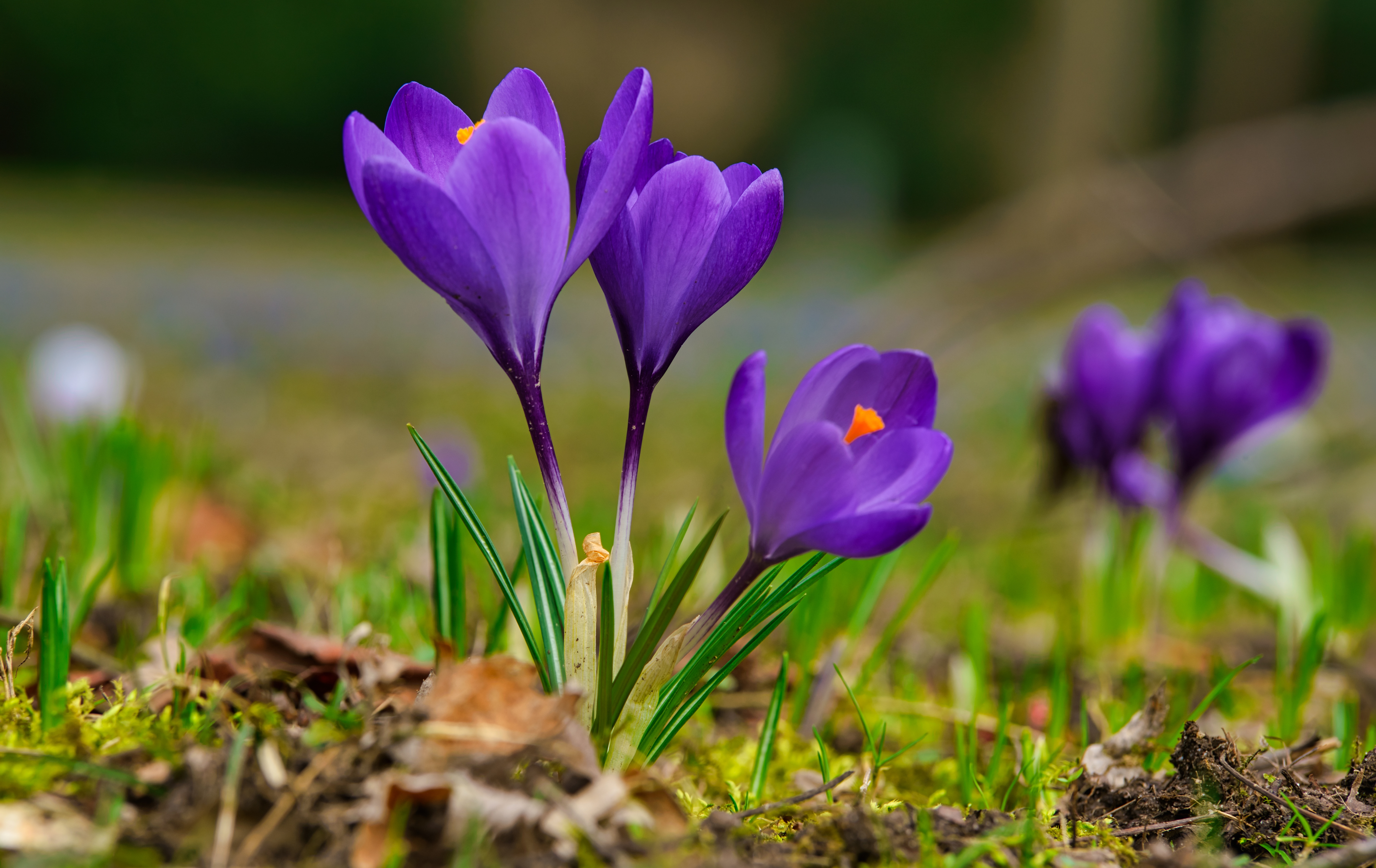Первые цветы весной для детей. Первоцветы крокусы. Первоцвет сиреневый Крокус. Крокус фиолетовый первоцвет. Шафран первоцвет.