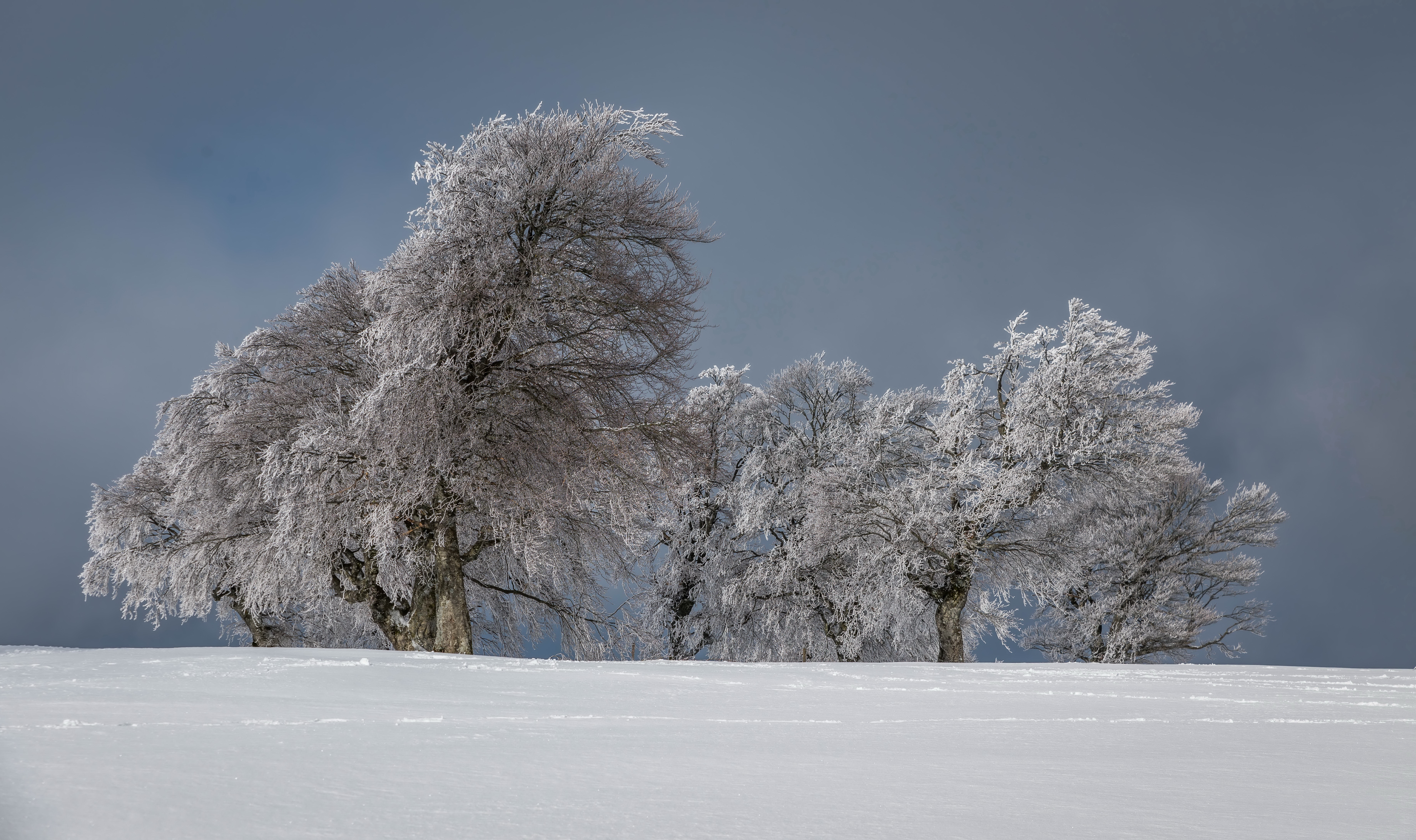 Зима красивые деревья. Деревья в снегу. Зимнее дерево. Заснеженные деревья. Зима деревья в снегу.
