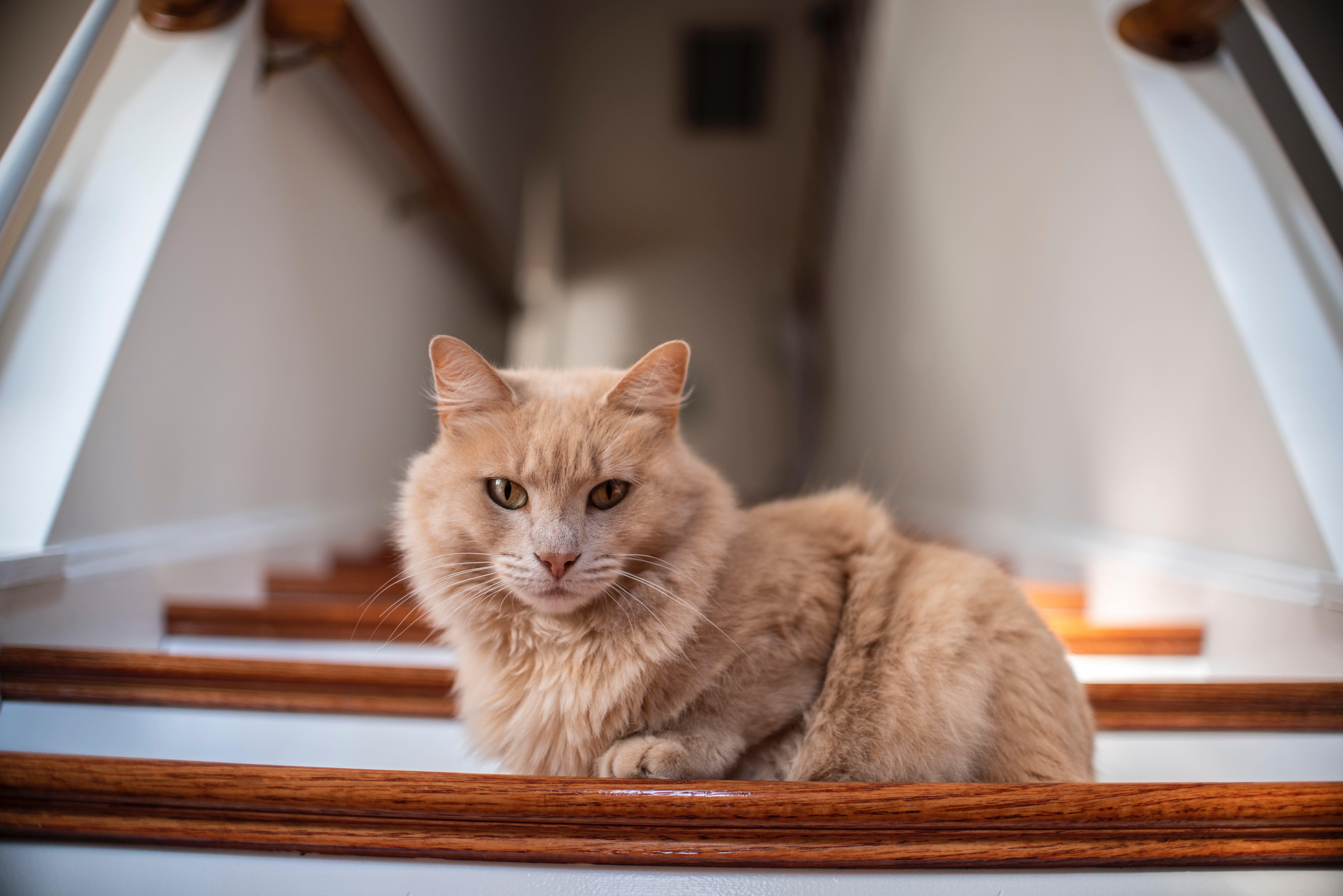 Кошек начало. Brown Cat. Cat on the Table. Кошка метит.