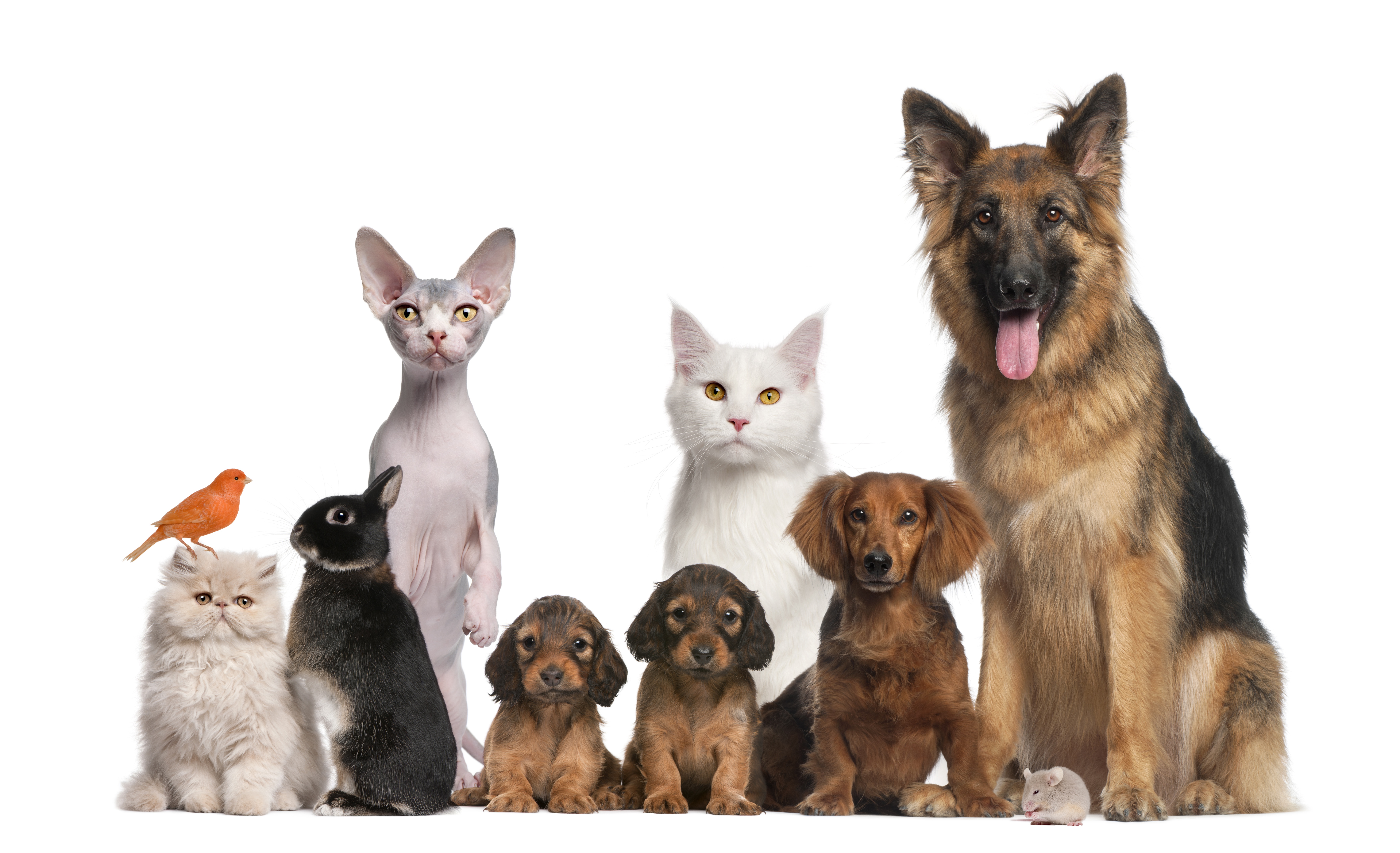 Методы улучшения пород кошек собак в клубах. Домашние животные. Кошки и собаки. Домашние животные вместе. Домашний питомец.