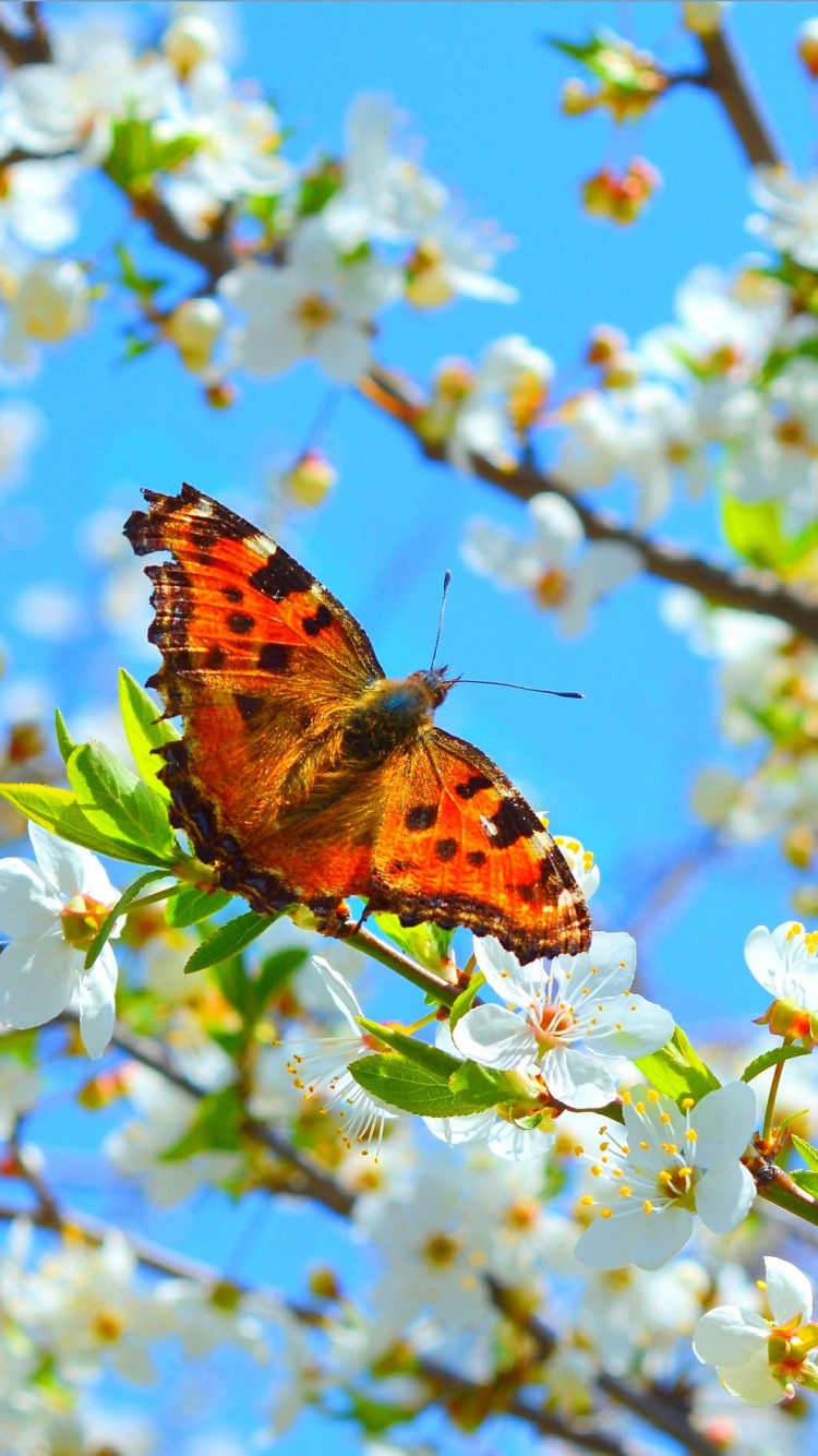 Бабочки весной картинки. Весенние бабочки. Цветы весенние и бабочки. Весеннее.
