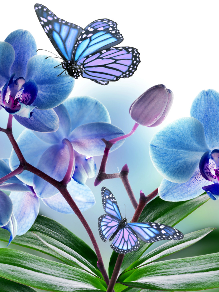 Цветы орхидея бабочка. Бабочка на цветке. Бабочки в цветах. Голубые цветы. Орхидея бабочка.