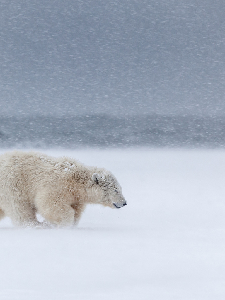 Белый медведь бег. Белый медведь. Белый медведь бежит. Медведь в снегу. Белый мишка в снегу.