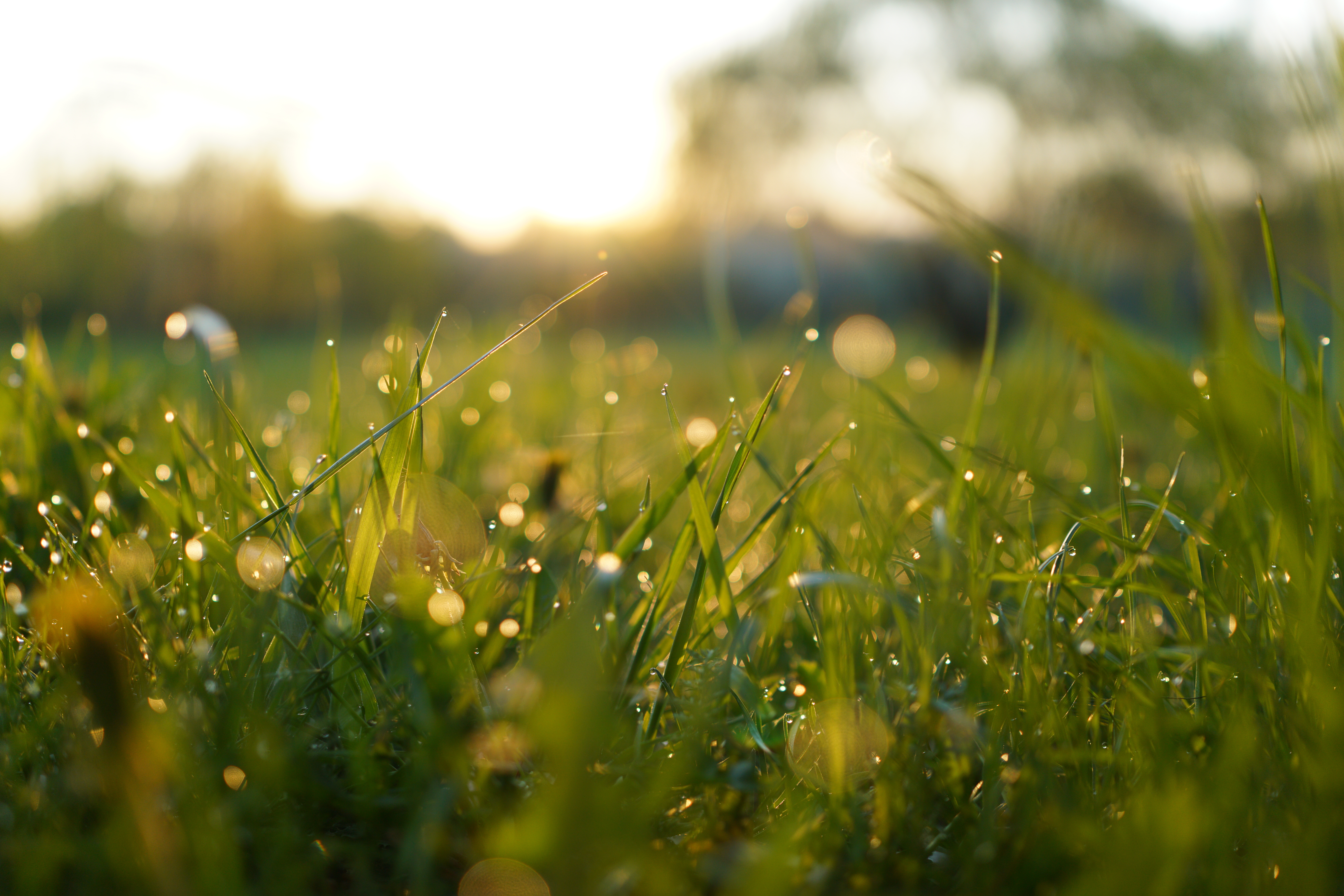 Там над травою. Луг в росе. Солнечная трава. Утренняя роса на траве. Утренняя роса.